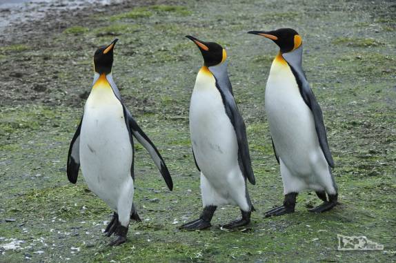 Pinguins rei caminham em Salisbury Plain, na Geórgia do Sul